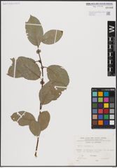 Foto von Salix caprea L.